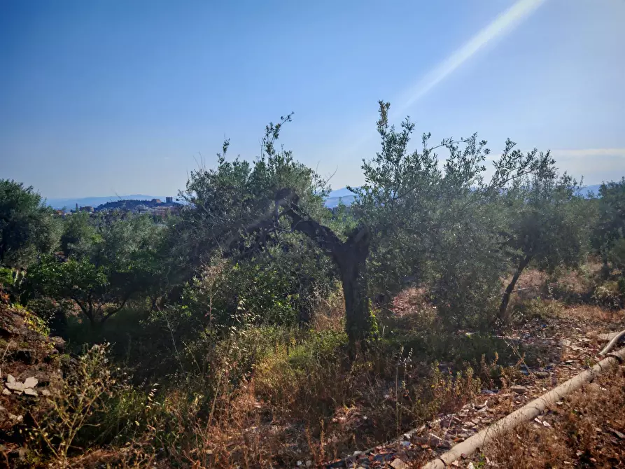 Immagine 22 di Terreno agricolo in vendita  a Paterno'