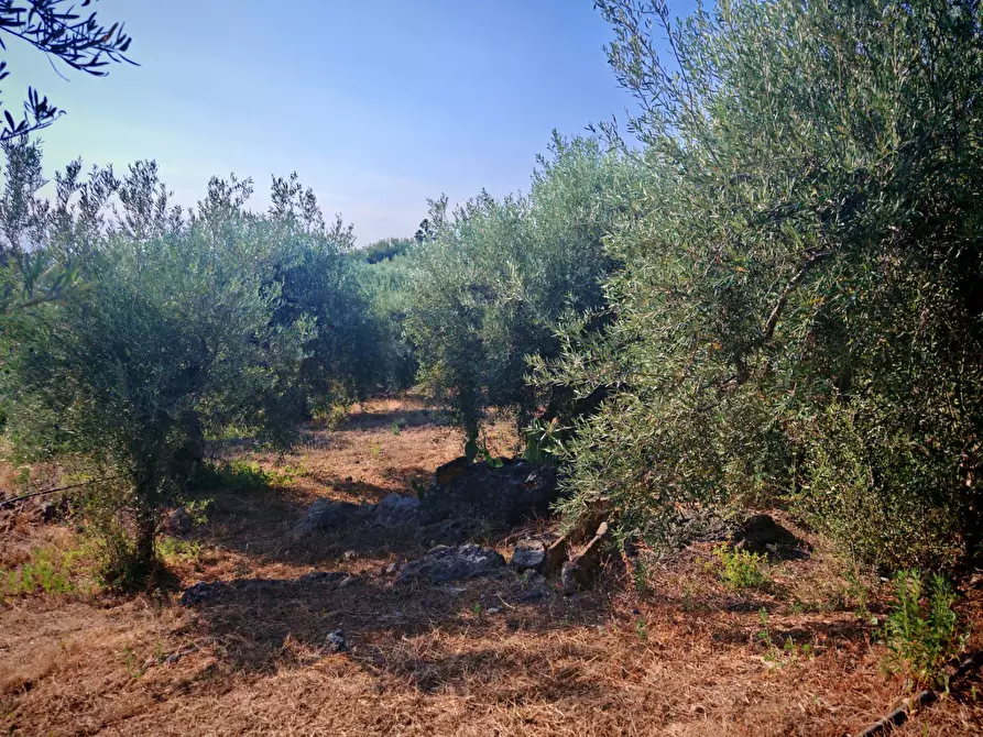 Immagine 24 di Terreno agricolo in vendita  a Paterno'