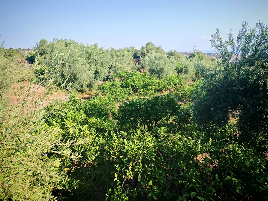Immagine 25 di Terreno agricolo in vendita  a Paterno'