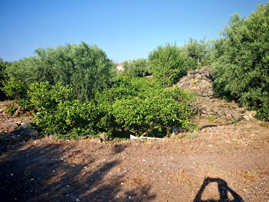 Immagine 26 di Terreno agricolo in vendita  a Paterno'