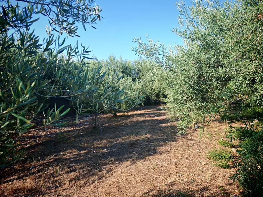 Immagine 29 di Terreno agricolo in vendita  a Paterno'