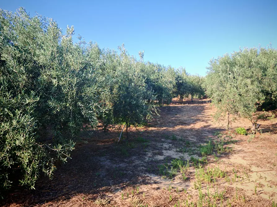 Immagine 30 di Terreno agricolo in vendita  a Paterno'