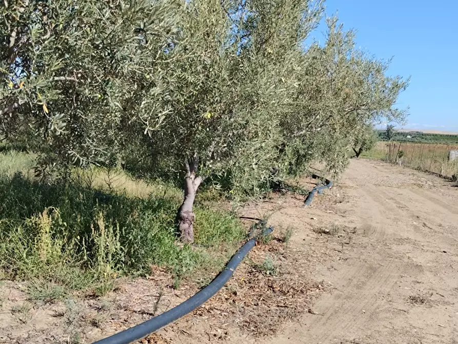 Immagine 2 di Terreno agricolo in vendita  a Camporotondo Etneo