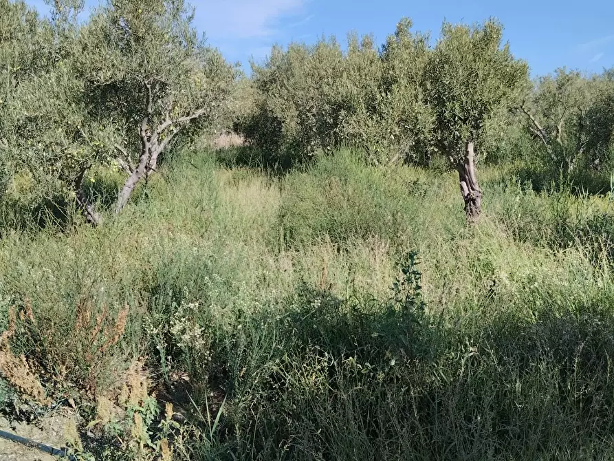 Immagine 3 di Terreno agricolo in vendita  a Camporotondo Etneo