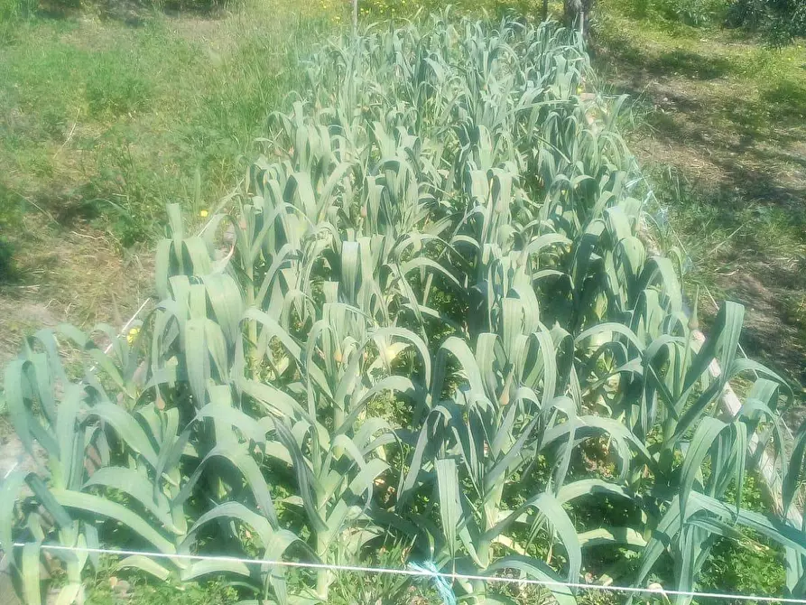 Immagine 27 di Casa indipendente in vendita  a Aidone