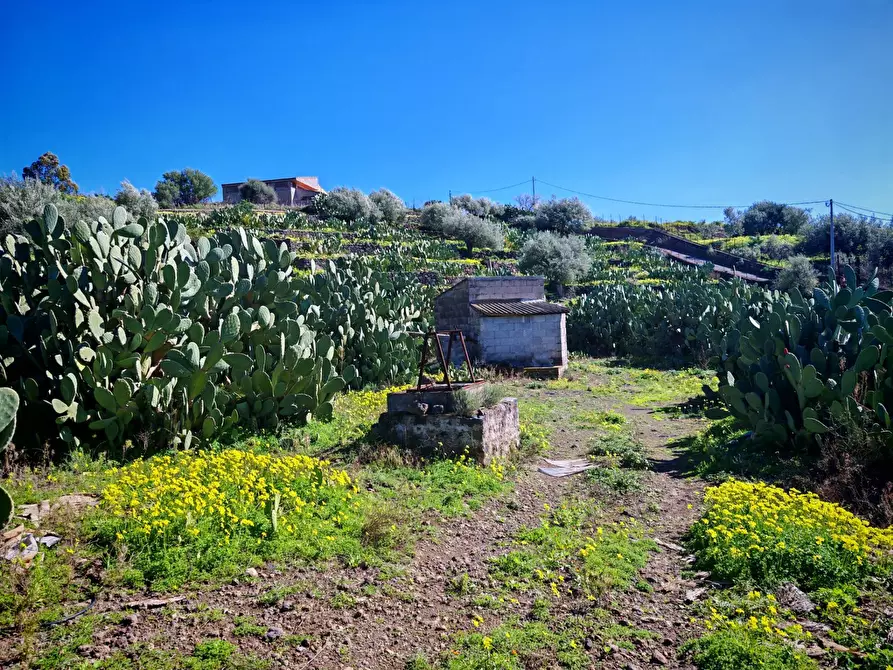 Immagine 4 di Terreno agricolo in vendita  a Santa Maria Di Licodia