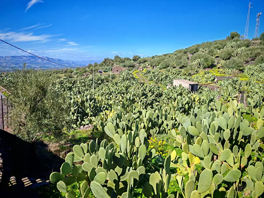 Immagine 1 di Terreno agricolo in vendita  a Santa Maria Di Licodia