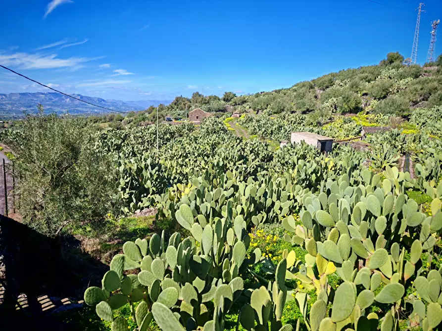 Immagine 2 di Terreno agricolo in vendita  a Santa Maria Di Licodia