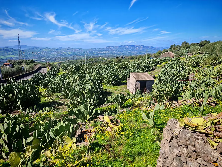 Immagine 5 di Terreno agricolo in vendita  a Santa Maria Di Licodia