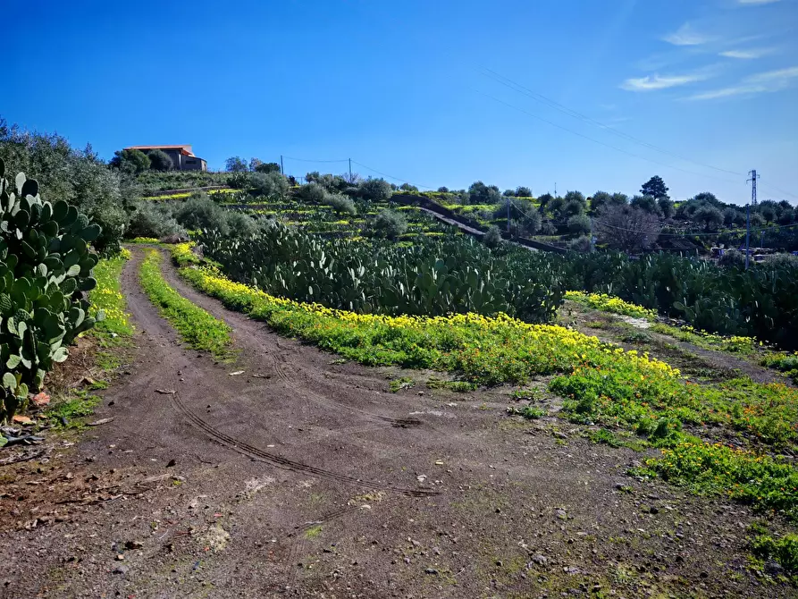 Immagine 13 di Terreno agricolo in vendita  a Santa Maria Di Licodia