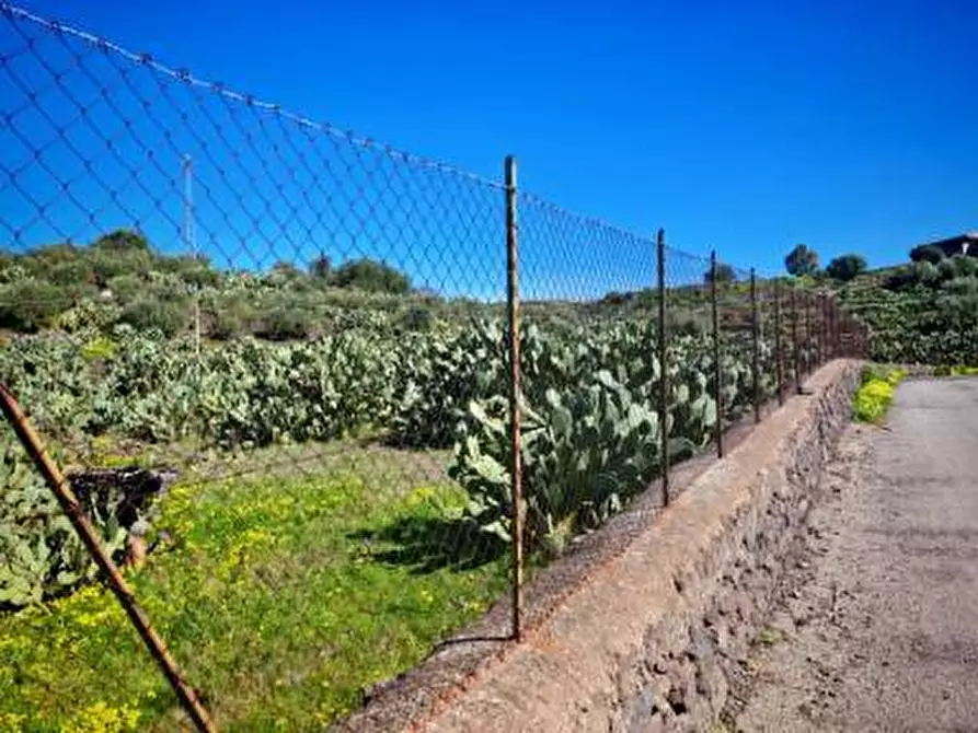 Immagine 15 di Terreno agricolo in vendita  a Santa Maria Di Licodia