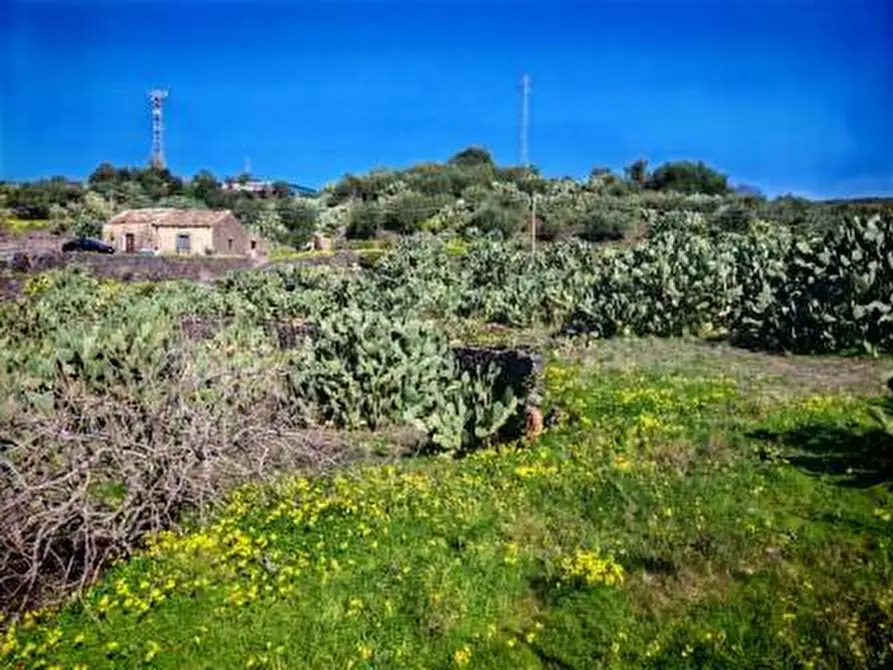 Immagine 3 di Terreno agricolo in vendita  a Santa Maria Di Licodia