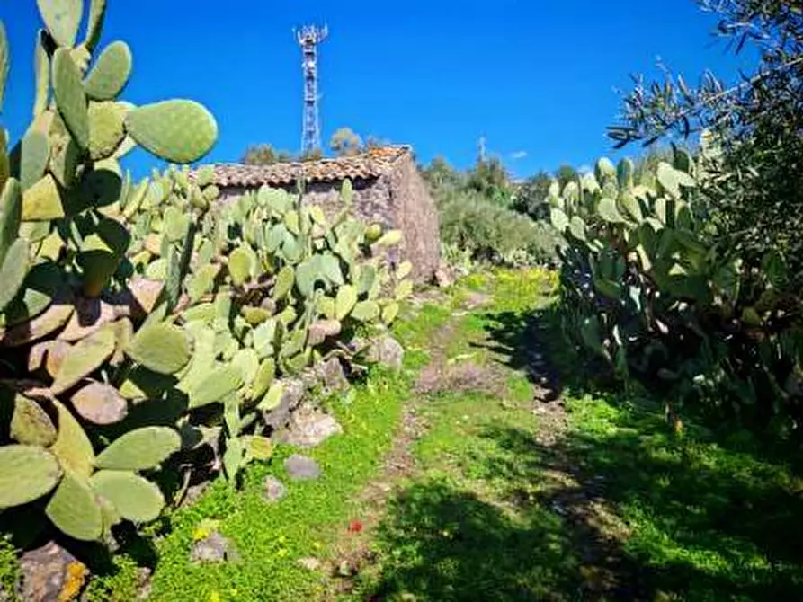 Immagine 10 di Terreno agricolo in vendita  a Santa Maria Di Licodia