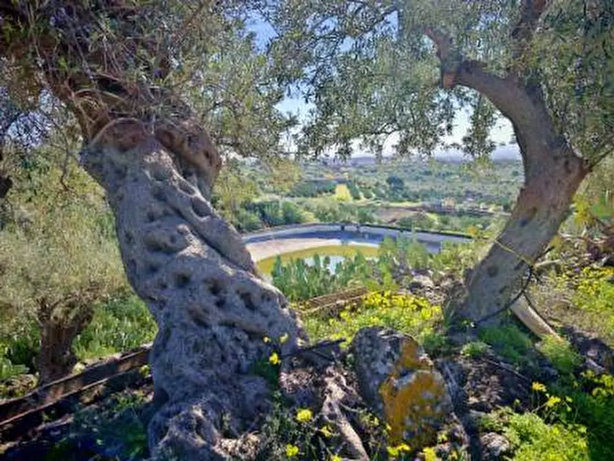 Immagine 14 di Terreno agricolo in vendita  a Santa Maria Di Licodia