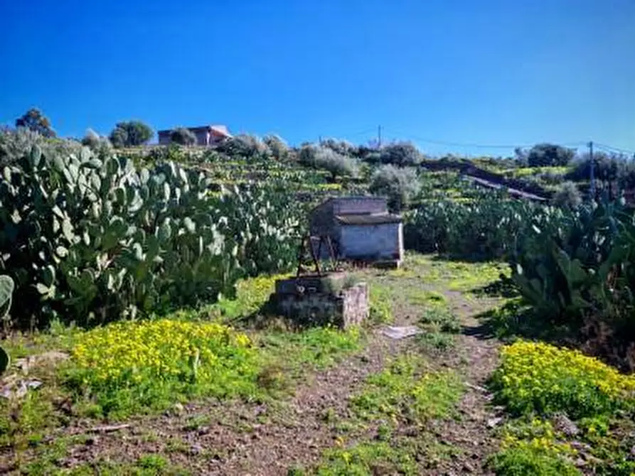 Immagine 6 di Terreno agricolo in vendita  a Santa Maria Di Licodia