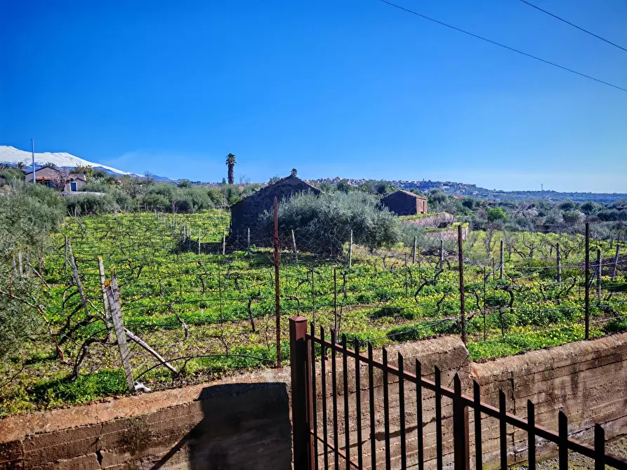 Immagine 3 di Terreno agricolo in vendita  a Santa Maria Di Licodia