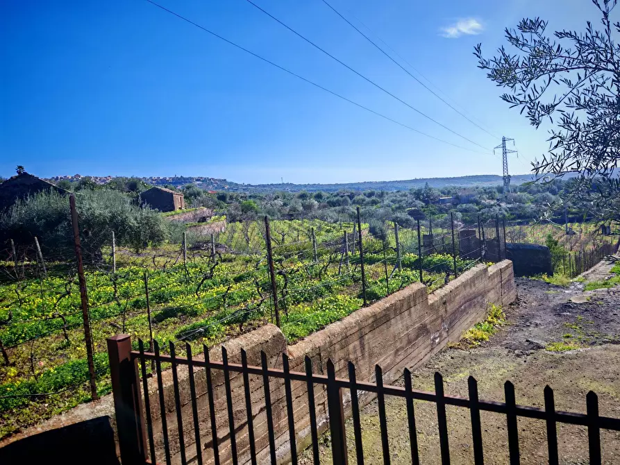 Immagine 7 di Terreno agricolo in vendita  a Santa Maria Di Licodia