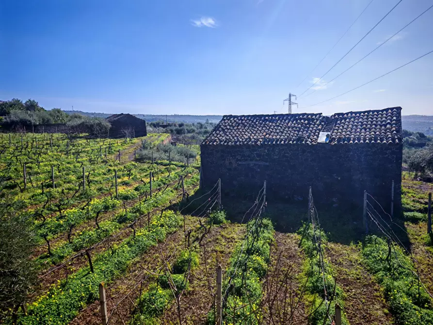 Immagine 2 di Terreno agricolo in vendita  a Santa Maria Di Licodia
