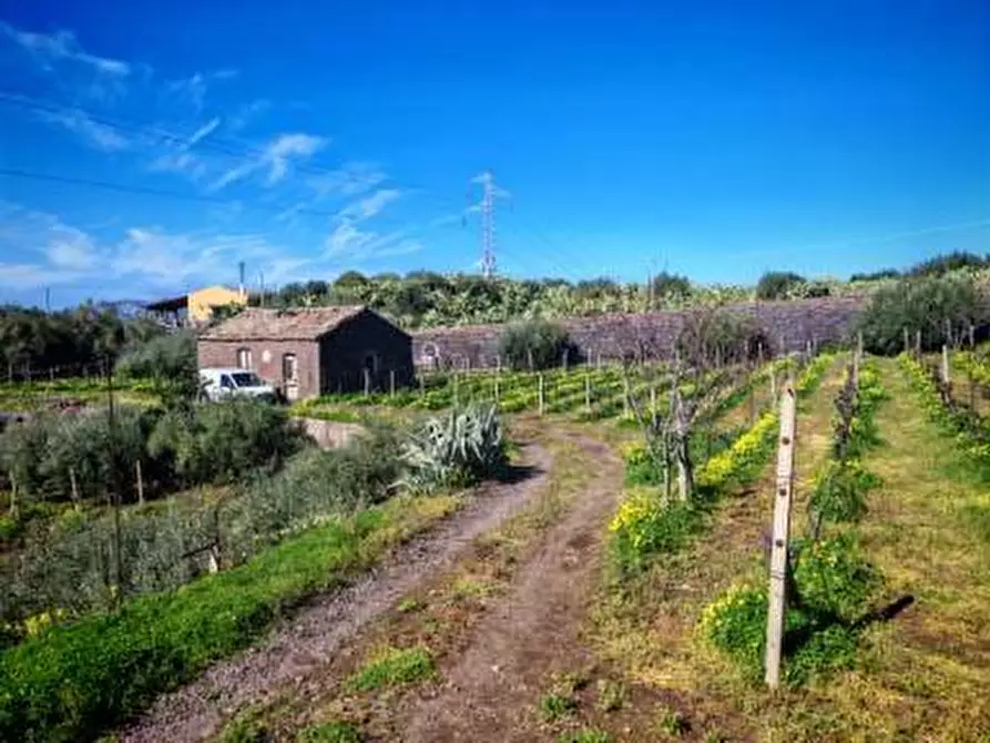 Immagine 4 di Terreno agricolo in vendita  a Santa Maria Di Licodia