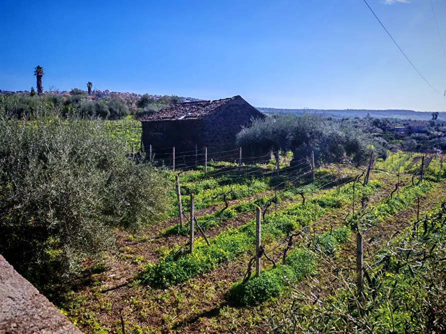 Immagine 1 di Terreno agricolo in vendita  a Santa Maria Di Licodia