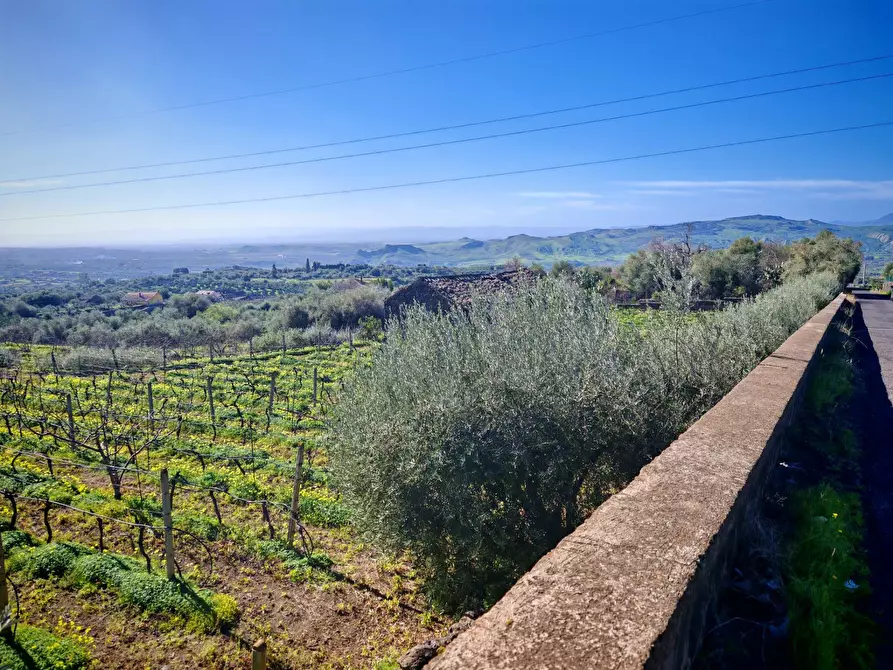 Immagine 6 di Terreno agricolo in vendita  a Santa Maria Di Licodia
