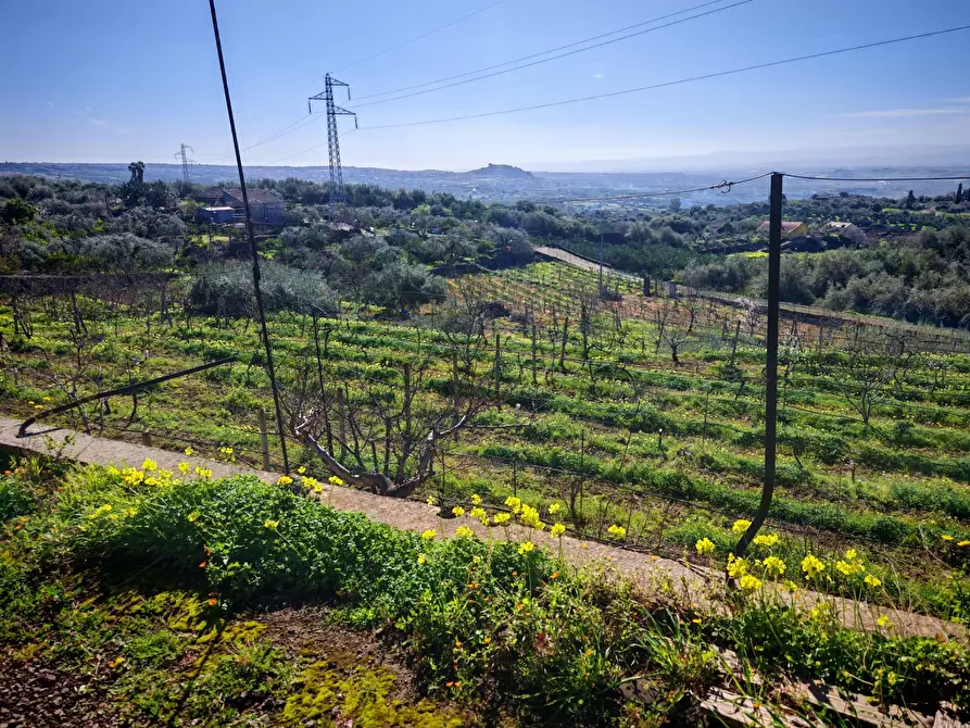 Immagine 8 di Terreno agricolo in vendita  a Santa Maria Di Licodia