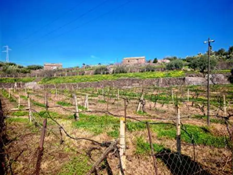 Immagine 10 di Terreno agricolo in vendita  a Santa Maria Di Licodia