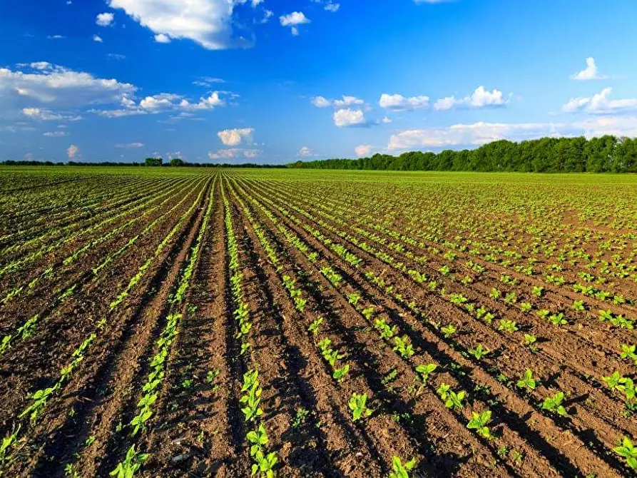 Immagine 1 di Terreno agricolo in vendita  a Dalmine