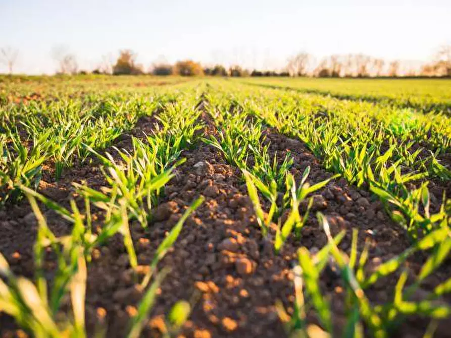 Immagine 2 di Terreno agricolo in vendita  a Dalmine