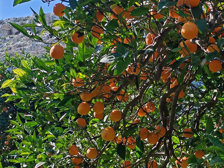 Immagine 1 di Azienda agricola in vendita  in CONTRADA MONASTERI SNC a Floridia