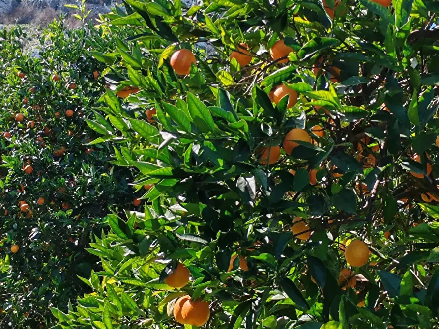 Immagine 3 di Azienda agricola in vendita  in CONTRADA MONASTERI SNC a Floridia