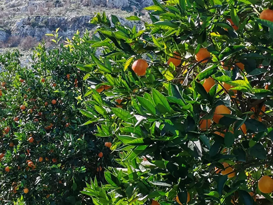 Immagine 4 di Azienda agricola in vendita  in CONTRADA MONASTERI SNC a Floridia