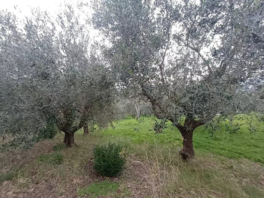 Immagine 26 di Villa in vendita  a Mombaroccio