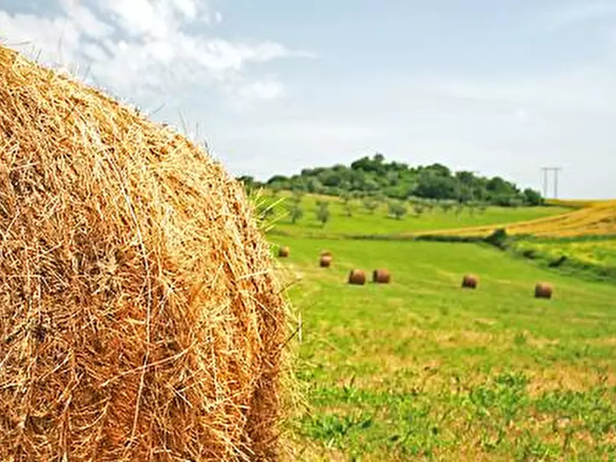 Immagine 1 di Terreno agricolo in vendita  a Mombaroccio