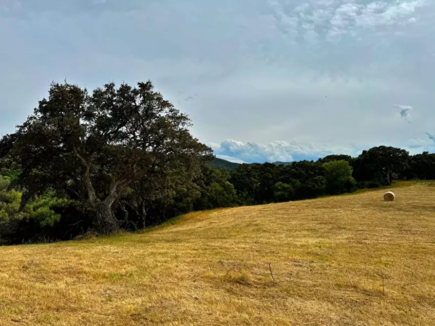 Immagine 9 di Terreno agricolo in vendita  a Aggius