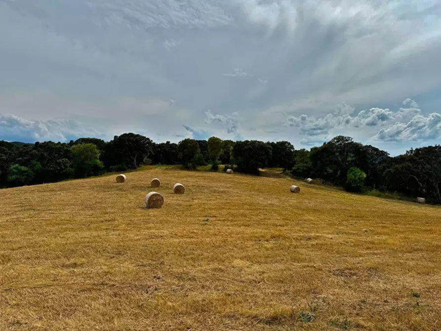 Immagine 5 di Terreno agricolo in vendita  a Aggius