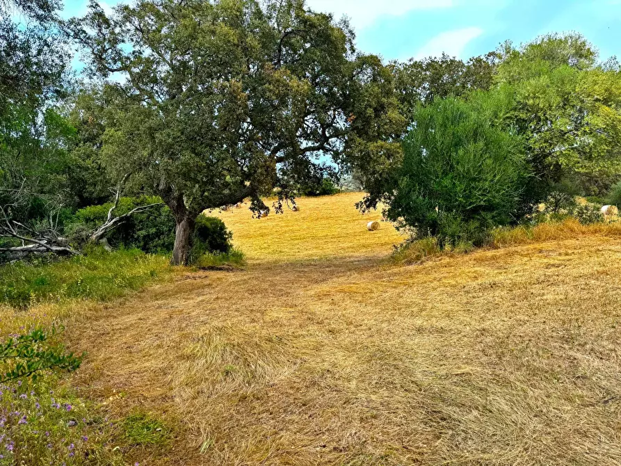 Immagine 2 di Terreno agricolo in vendita  a Aggius