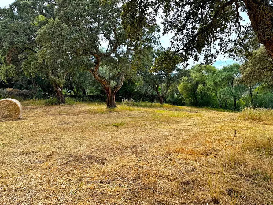 Immagine 1 di Agriturismo in vendita  a Aggius