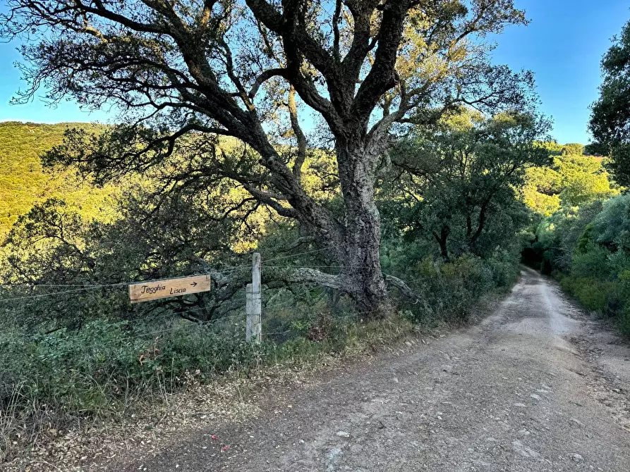 Immagine 6 di Casa semindipendente in vendita  in Località Stazzo Ziu Malcu Austinu a Aggius
