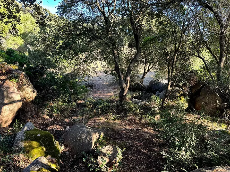 Immagine 7 di Casa semindipendente in vendita  in Località Stazzo Ziu Malcu Austinu a Aggius