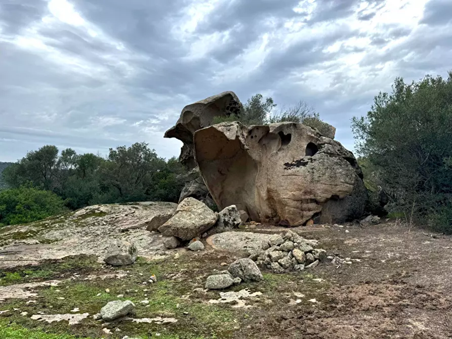 Immagine 13 di Terreno agricolo in vendita  a Aggius
