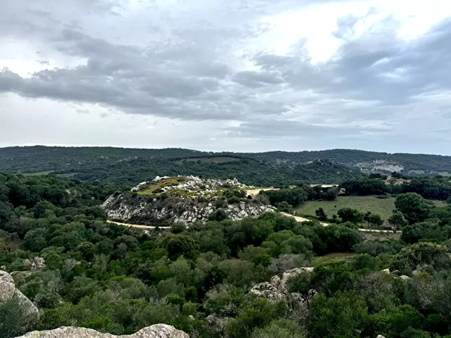 Immagine 11 di Terreno agricolo in vendita  a Aggius