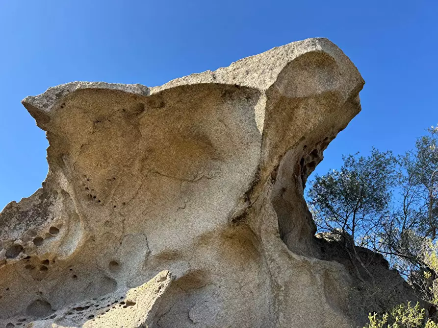 Immagine 17 di Terreno agricolo in vendita  a Aggius