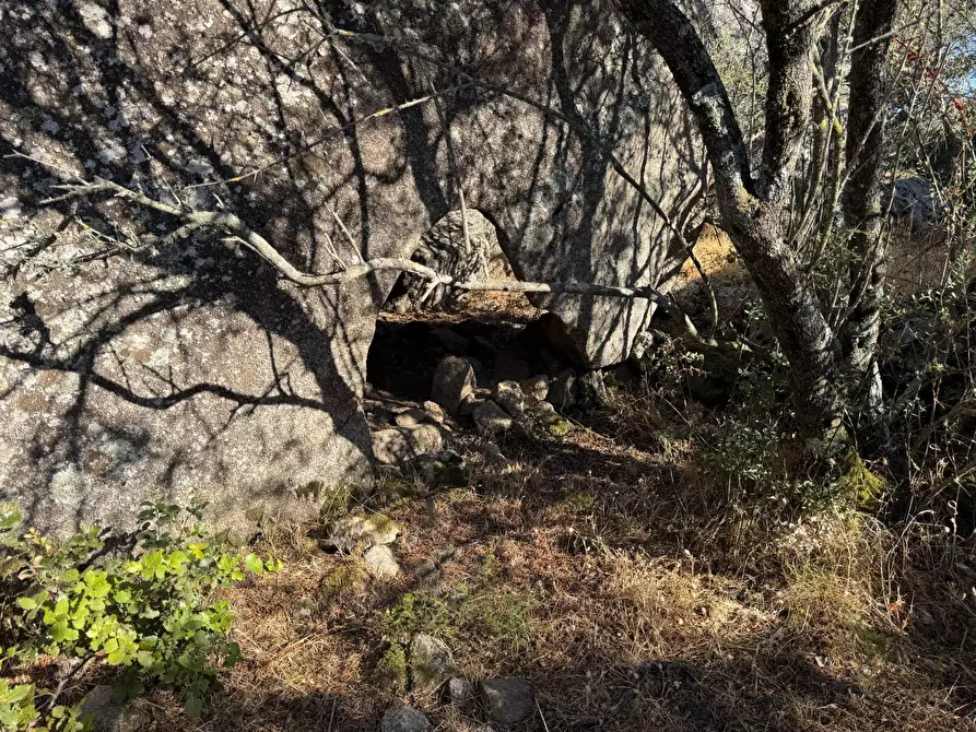 Immagine 21 di Terreno agricolo in vendita  a Aggius