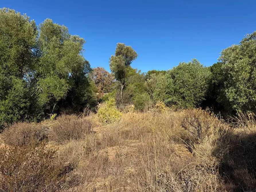 Immagine 4 di Terreno agricolo in vendita  in MICALACCIU a Arzachena