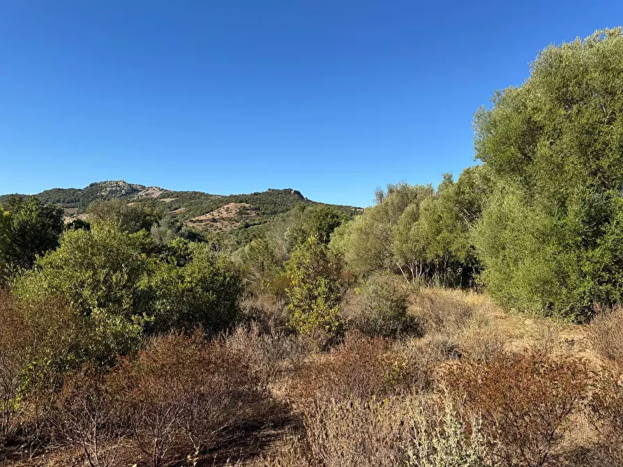 Immagine 3 di Terreno agricolo in vendita  in MICALACCIU a Arzachena
