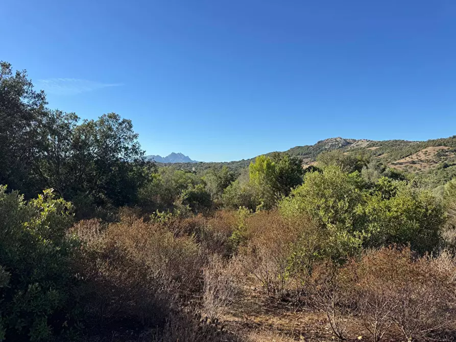 Immagine 5 di Terreno agricolo in vendita  in MICALACCIU a Arzachena