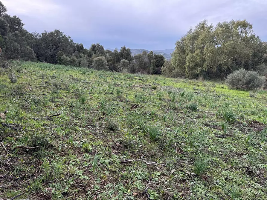 Immagine 7 di Terreno residenziale in vendita  in ZONA RIONE S.PAOLO FRONTE STRADA ABELTINO SNC a Aggius