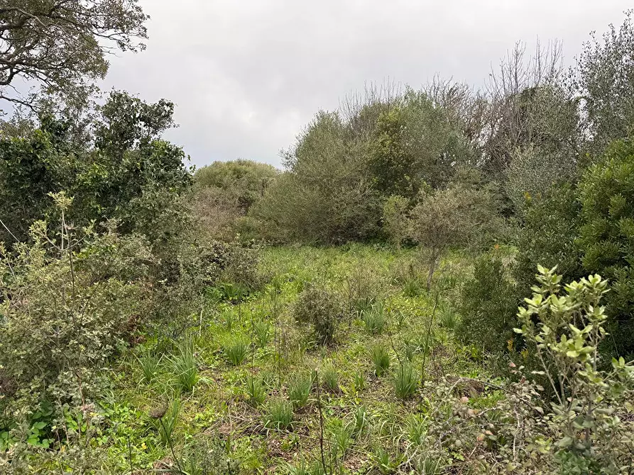 Immagine 10 di Terreno residenziale in vendita  in FRONTE STRADA ZONA RIONE S.PAOLO SNC a Aggius