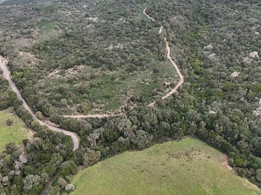 Immagine 4 di Terreno agricolo in vendita  a Aggius